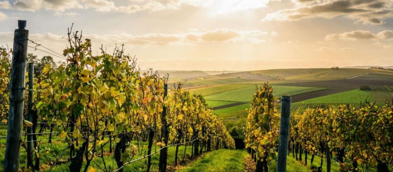 The Impact of Weather on Wine