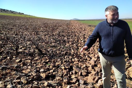 Cesar in the Calar vineyard